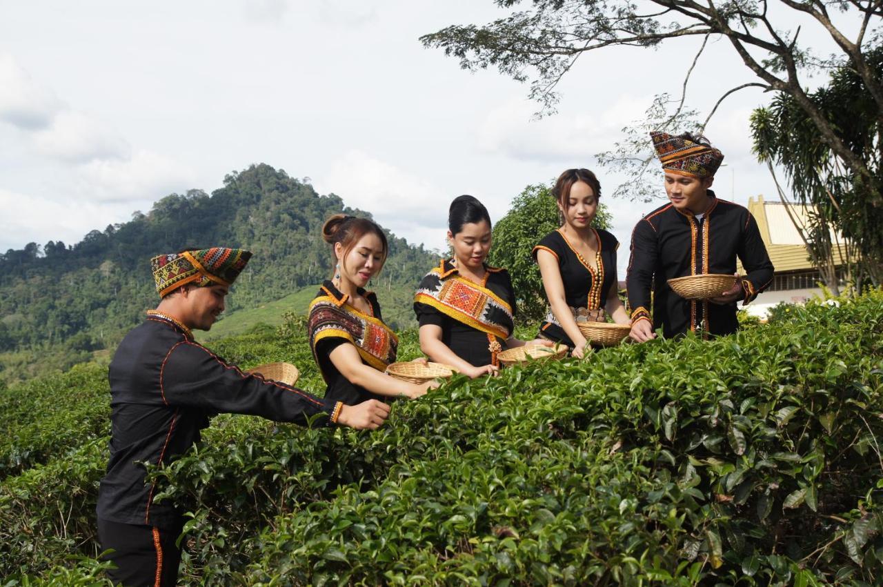 Sabah Tea Garden * Ranau