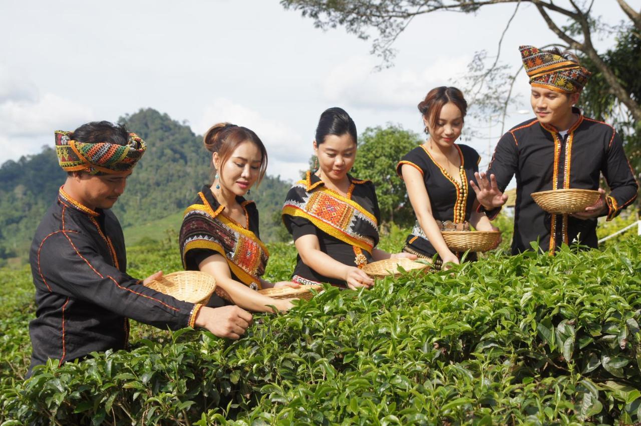 Sabah Tea Garden * Ranau