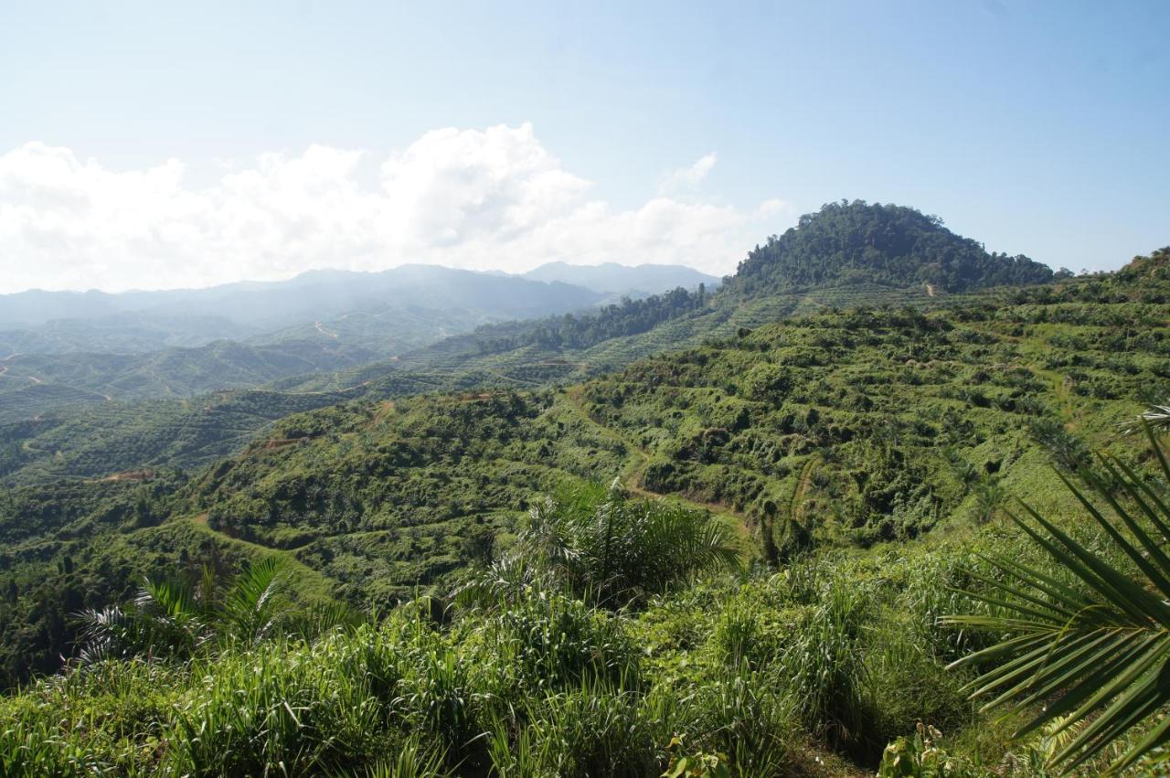 Sabah Tea Garden * Ranau